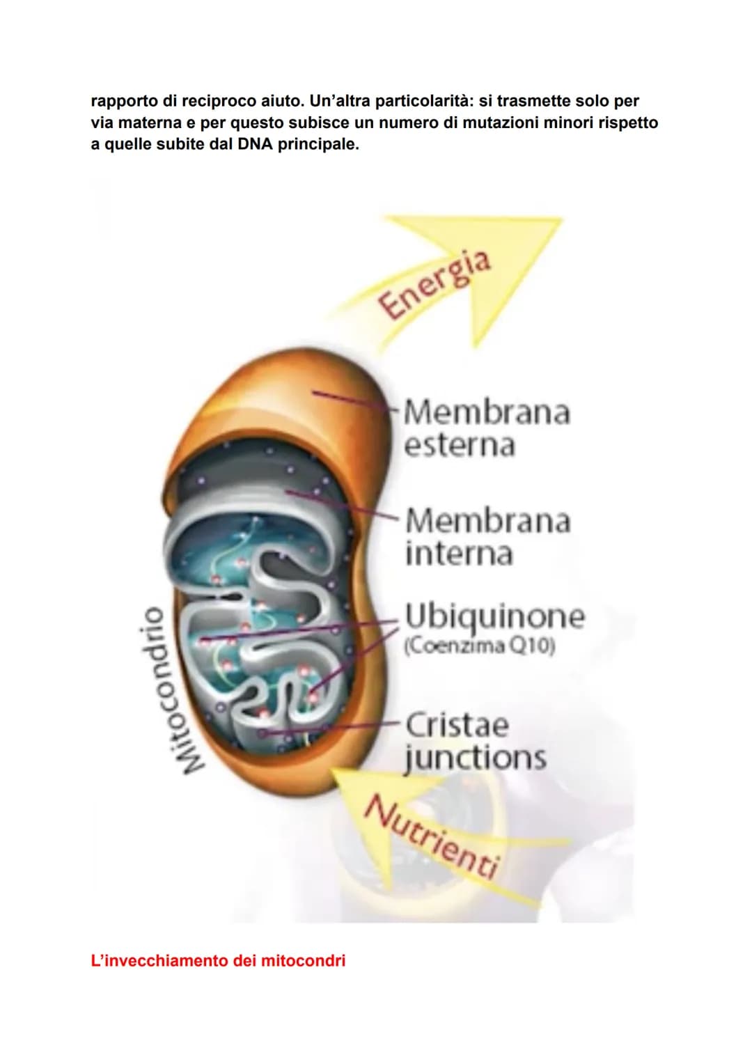 I MITOCONDRI
La funzione
Questo organulo è il più importante, dopo il nucleo, e può essere
considerato come la centrale energetica della cel