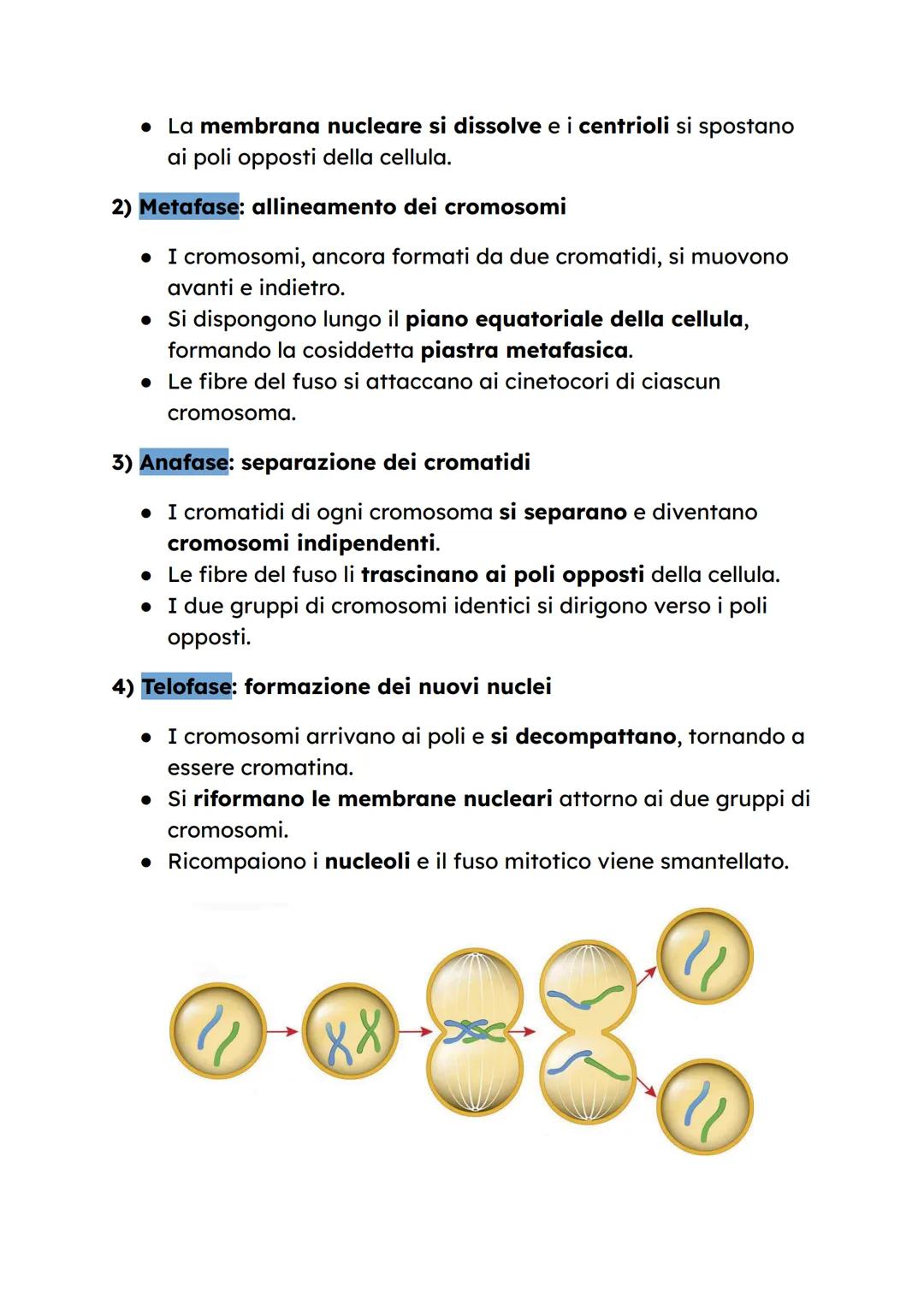 # LA MITOSI

**Mitosi: il processo cesso di divisione cellulare**

La mitosi è una delle fasi del ciclo cellulare, il processo che
regola la