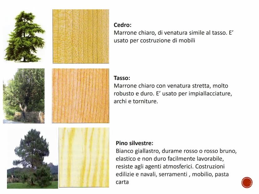 IL LEGNO
TECNOLOGIA - CONOSCENZA DEI MATERIALI PRIMARI
Quaderno di tecnologia - classe prima
Istituto Comprensivo Statale "Giuseppe Catalfam