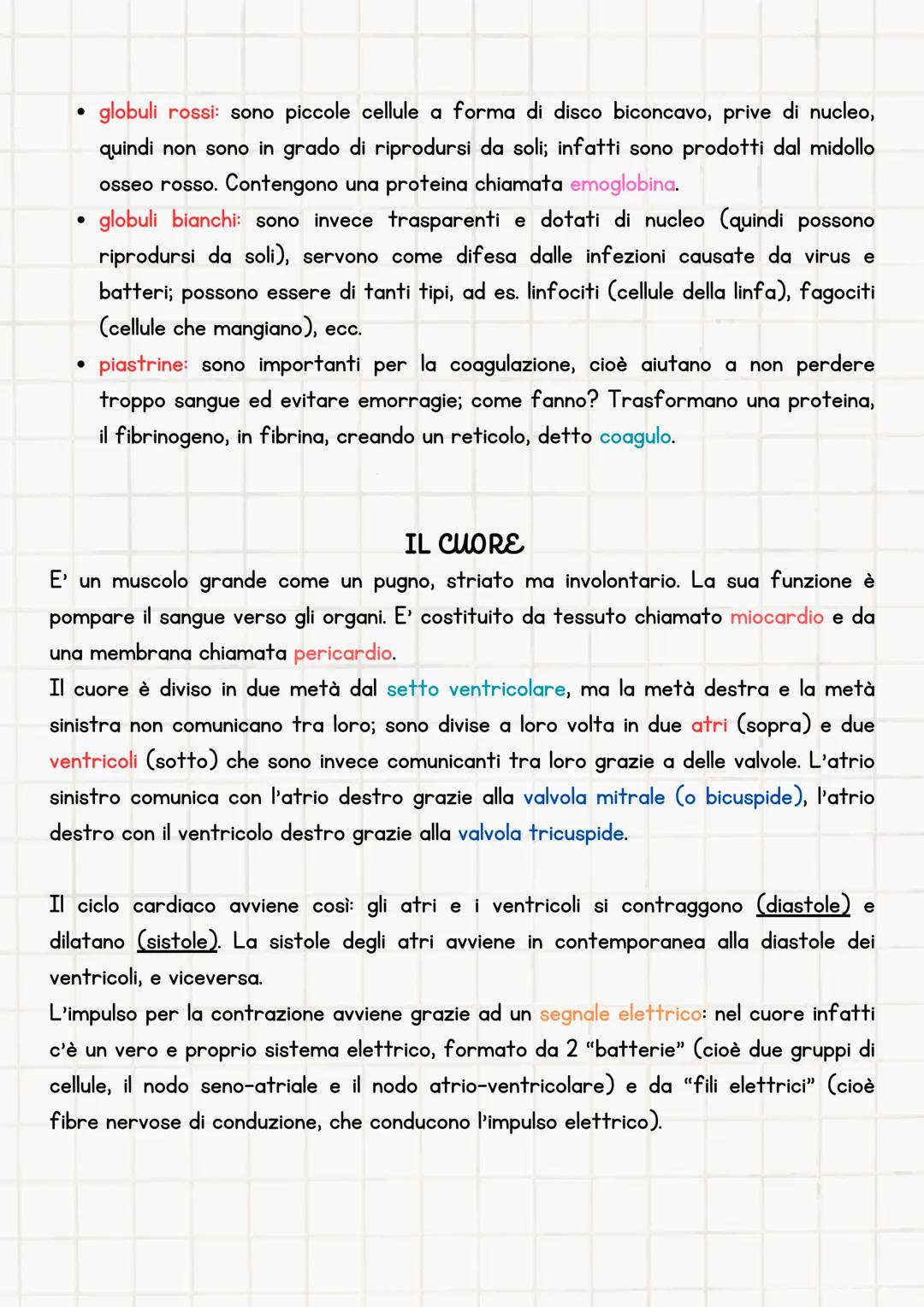 Funzioni
Ha una funzione nutritiva (ricevere sostanze nutritive e ossigeno) e depurativa
(eliminare sostanze di rifiuto); di protezione dall
