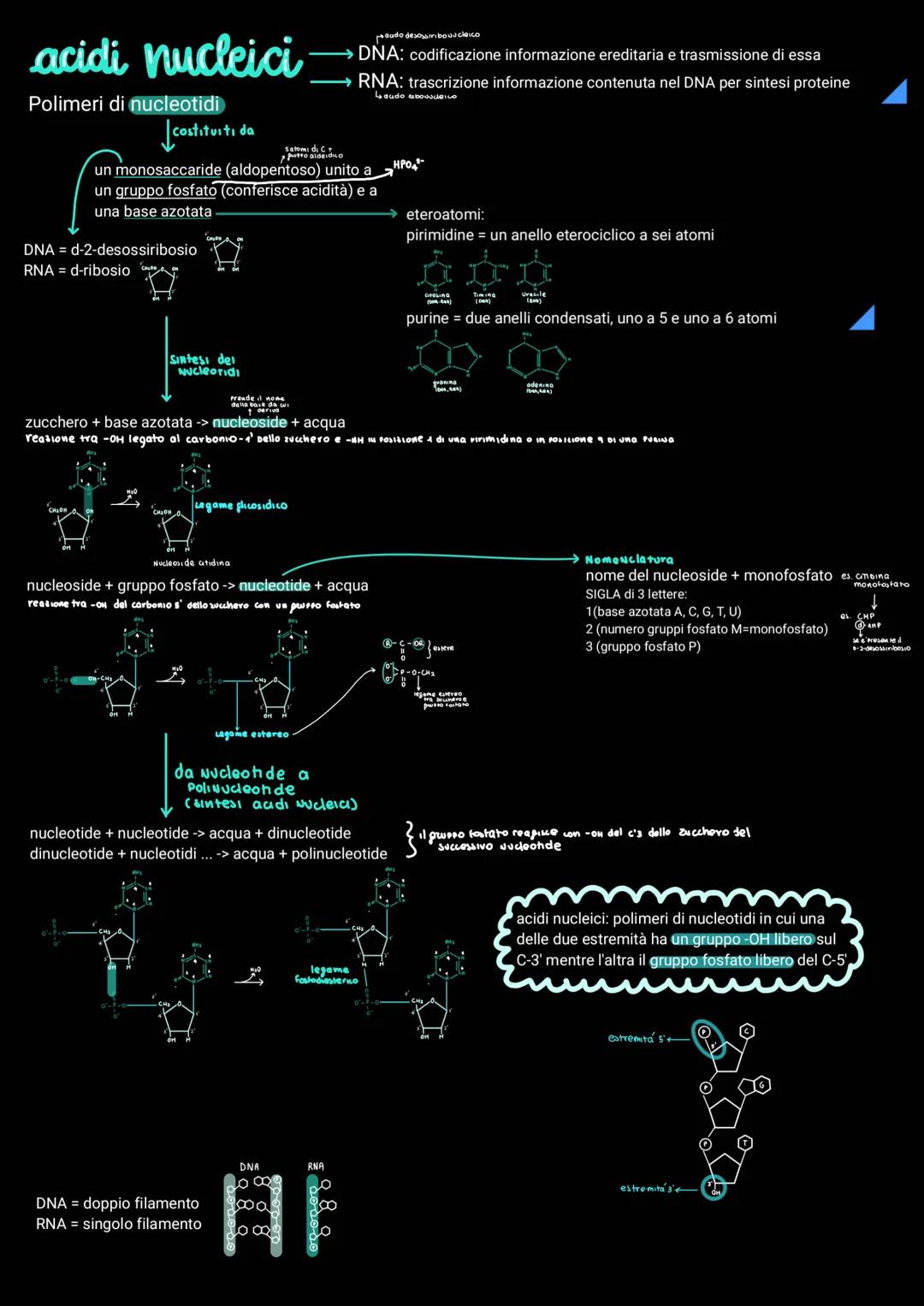 replicazione del DNA
Per poter essere trasmesso ai discendenti il materiale genetico deve essere in grado di duplicarsi.
Gli esperimenti di 