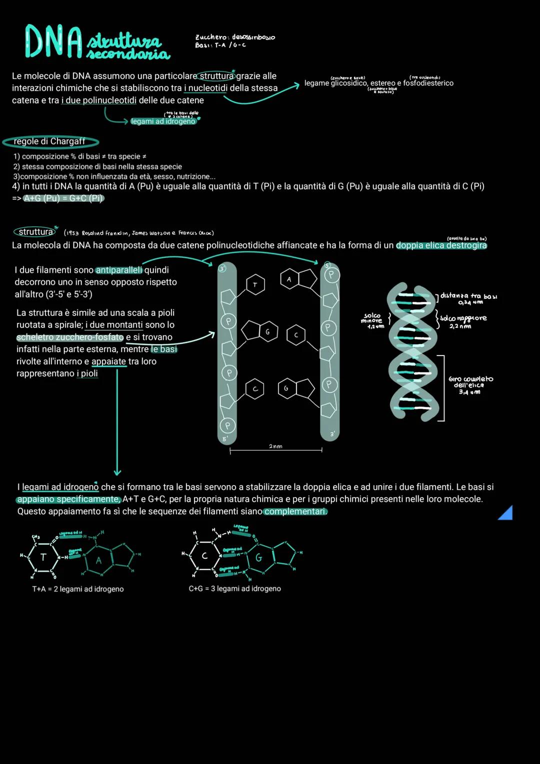 replicazione del DNA
Per poter essere trasmesso ai discendenti il materiale genetico deve essere in grado di duplicarsi.
Gli esperimenti di 