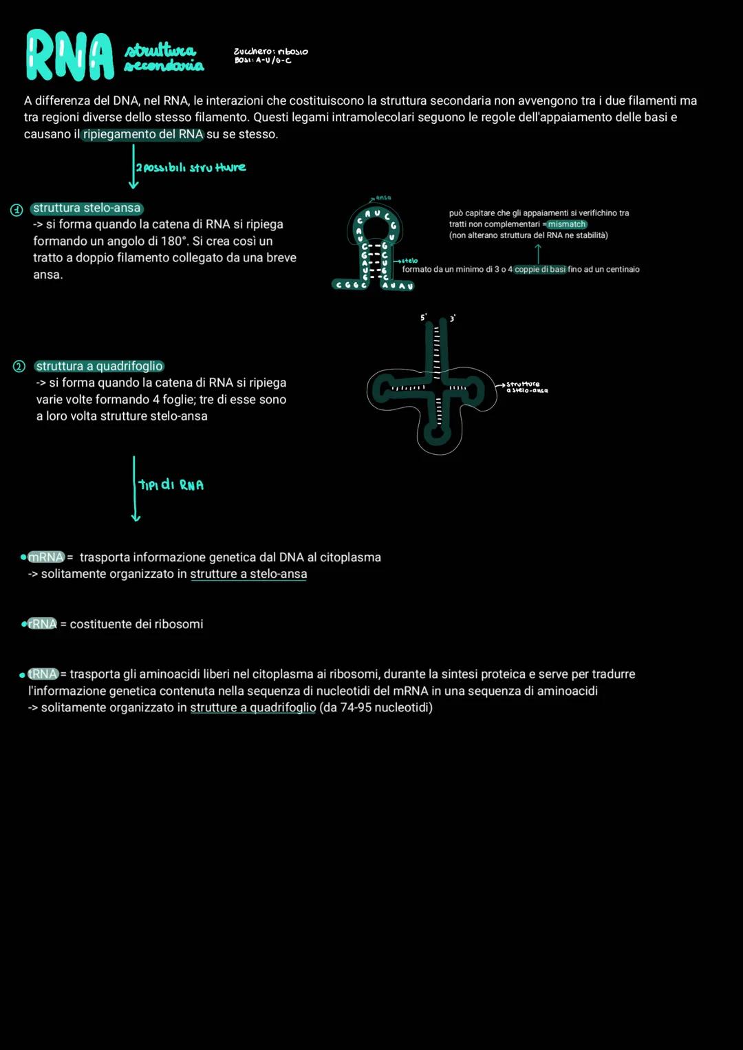 replicazione del DNA
Per poter essere trasmesso ai discendenti il materiale genetico deve essere in grado di duplicarsi.
Gli esperimenti di 