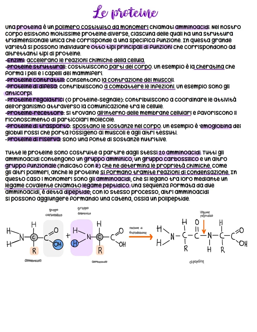 Le proteine
una proteina è un polimero costituito da monomeri chiamati amminoacidi. Nel nostro
corpo esistono moltissime proteine diverse, c