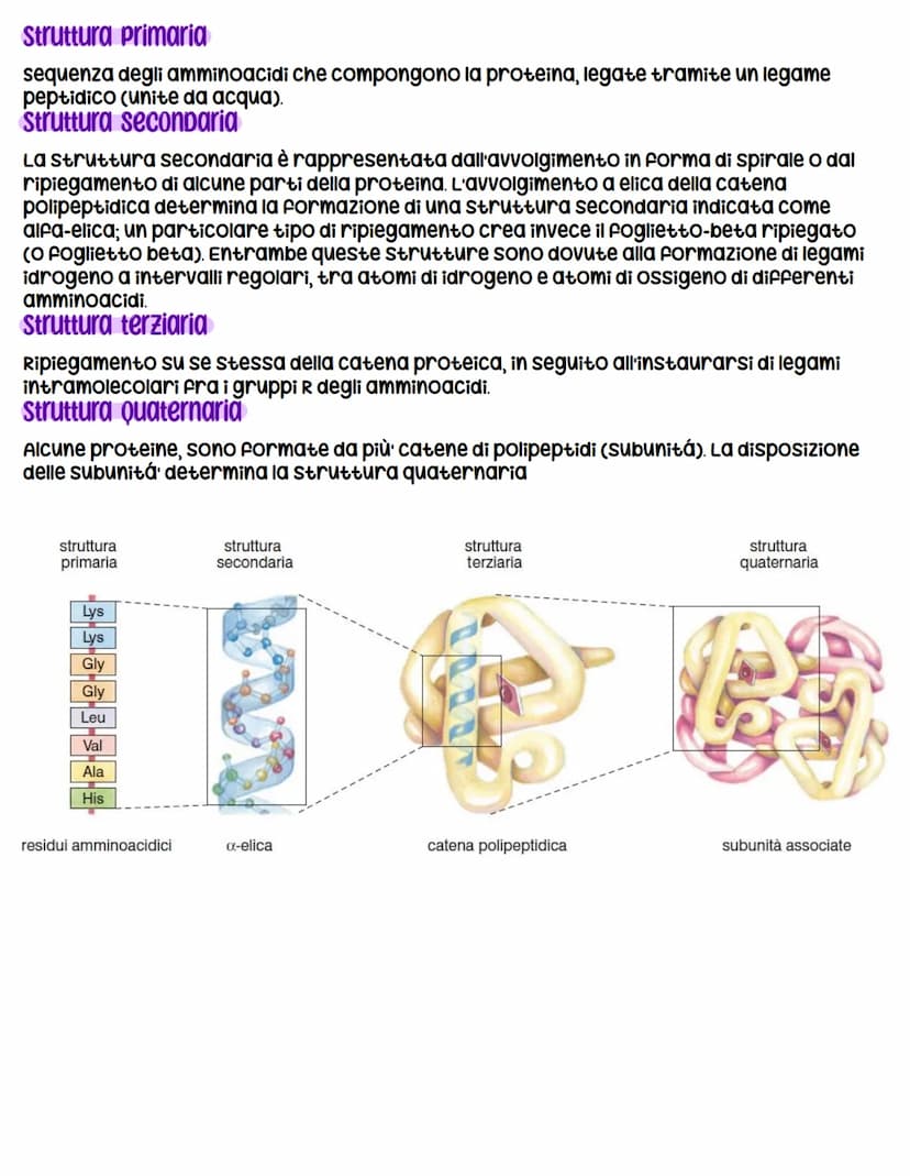 Le proteine
una proteina è un polimero costituito da monomeri chiamati amminoacidi. Nel nostro
corpo esistono moltissime proteine diverse, c