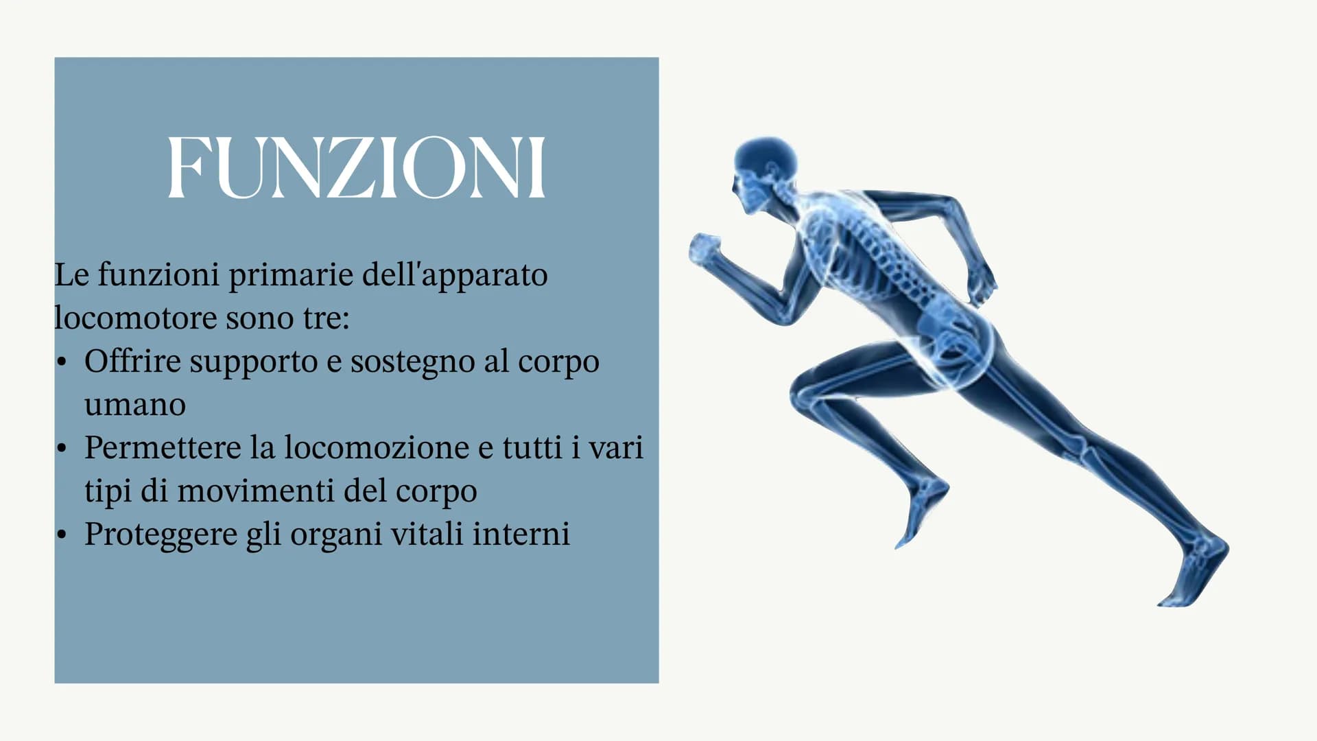 L'apparato locomotore
Albisinni Laura COS'È
L'apparato locomotore sostiene il corpo
e protegge gli organi più delicati come il
cuore.
L'appa