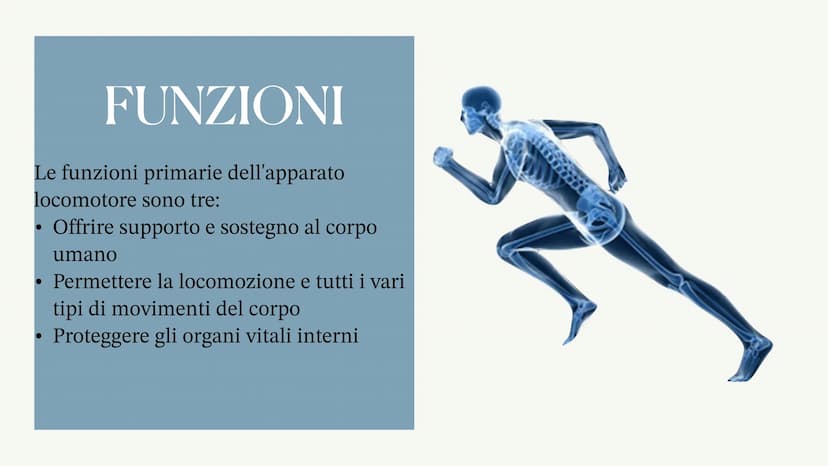 L'apparato locomotore
Albisinni Laura COS'È
L'apparato locomotore sostiene il corpo
e protegge gli organi più delicati come il
cuore.
L'appa