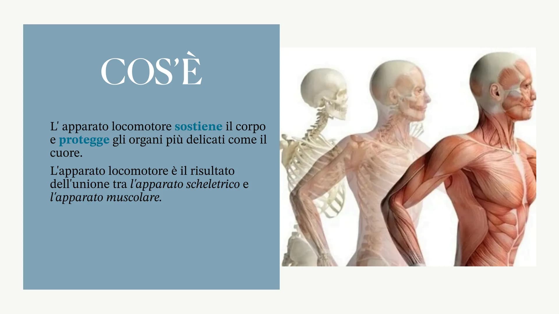 L'apparato locomotore
Albisinni Laura COS'È
L'apparato locomotore sostiene il corpo
e protegge gli organi più delicati come il
cuore.
L'appa