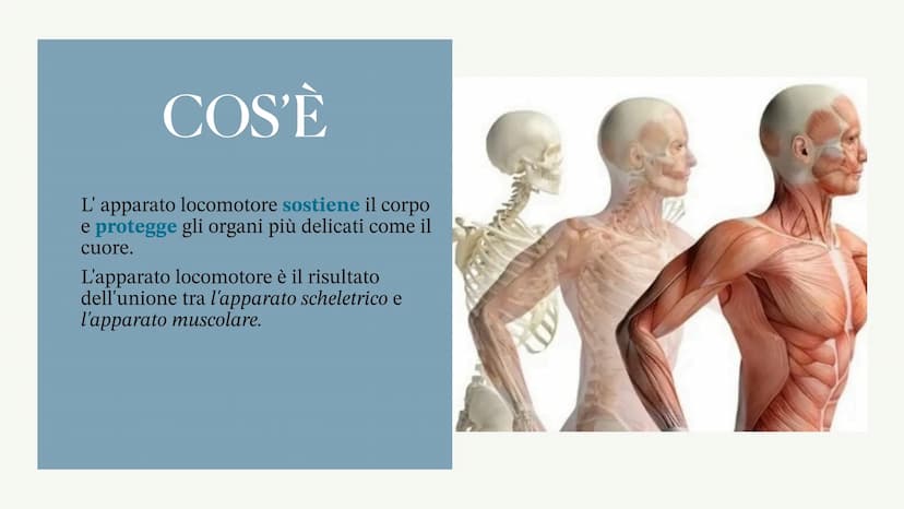 L'apparato locomotore
Albisinni Laura COS'È
L'apparato locomotore sostiene il corpo
e protegge gli organi più delicati come il
cuore.
L'appa