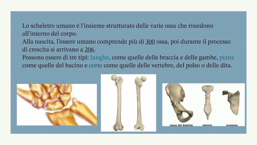 L'apparato locomotore
Albisinni Laura COS'È
L'apparato locomotore sostiene il corpo
e protegge gli organi più delicati come il
cuore.
L'appa