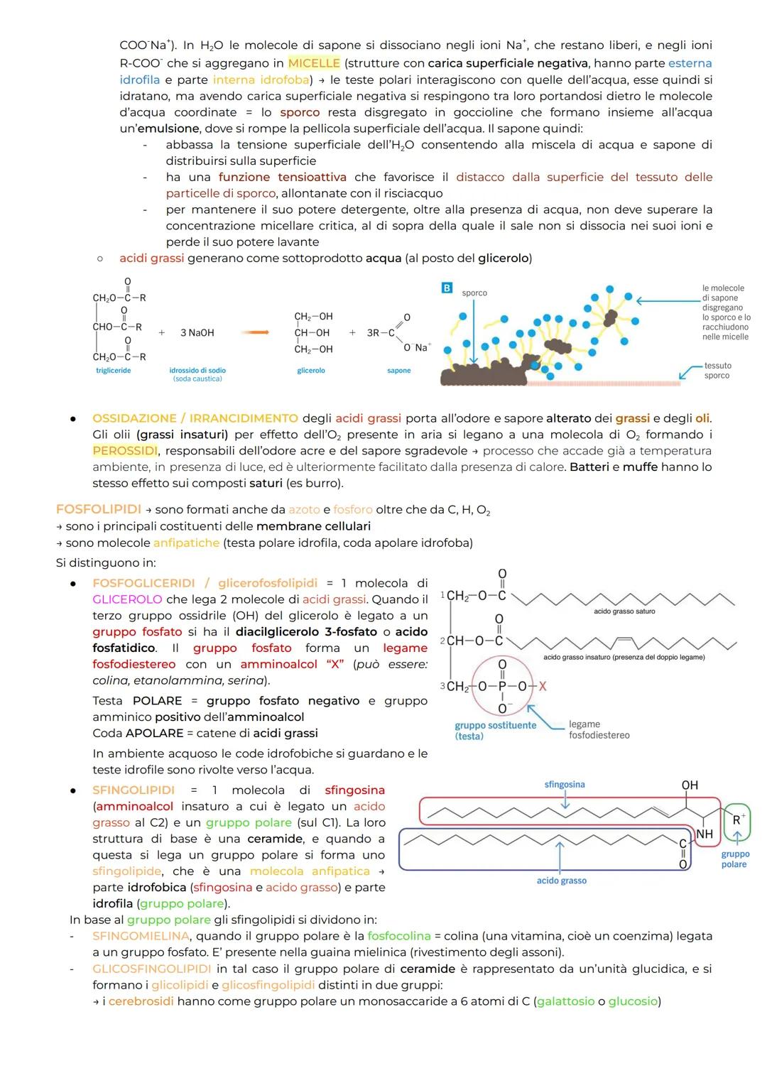 I LIPIDI NON sono POLIMERI perchè non hanno dimensioni tali da essere classificati come macromolecole.
Costituiti prevalentemente da O₂, He 