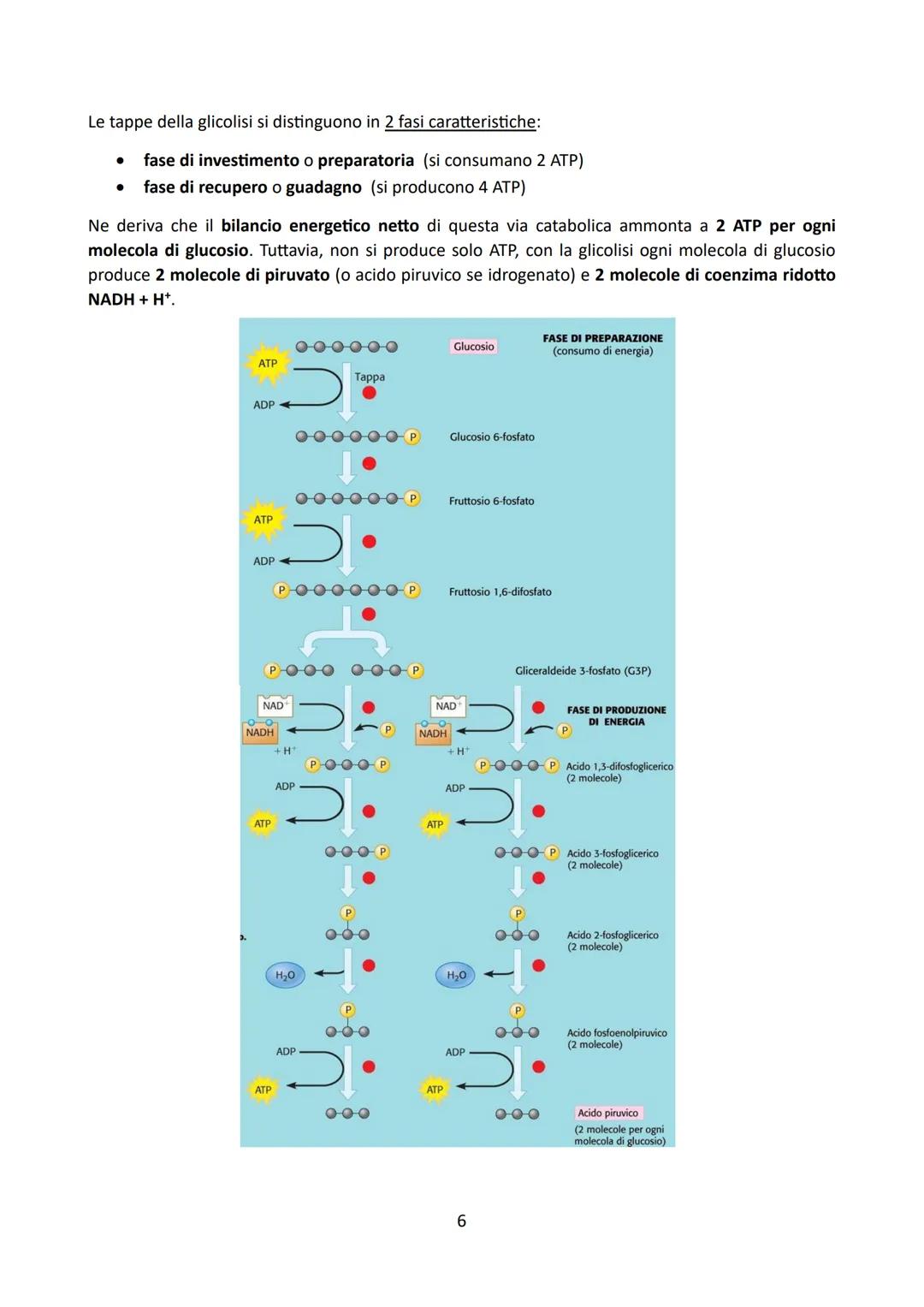 # LA GLICOLISI

Premessa:

La degradazione enzimatica delle principali biomolecole (carboidrati, proteine e lipidi) procede
attraverso una s