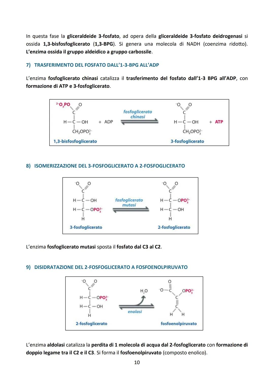 # LA GLICOLISI

Premessa:

La degradazione enzimatica delle principali biomolecole (carboidrati, proteine e lipidi) procede
attraverso una s