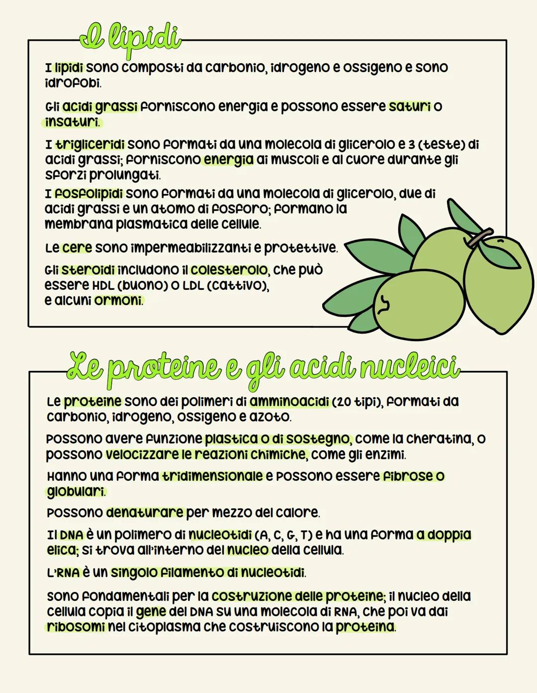 # La chiplica

La chimica organica
studia i composti del
carbonio.

# della vifa

Il carbonio può formare catene molto lunghe, perché può fa
