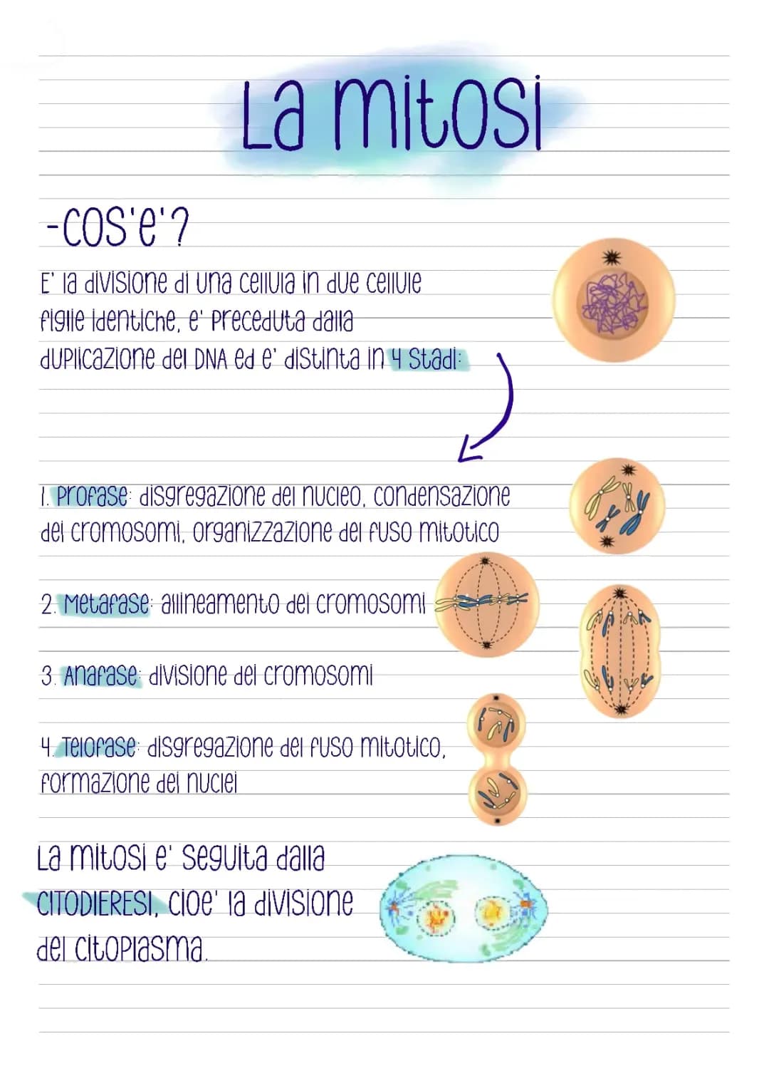 Mitosi, Meiosi, Divisione cellulare, Cromosomi e alleli