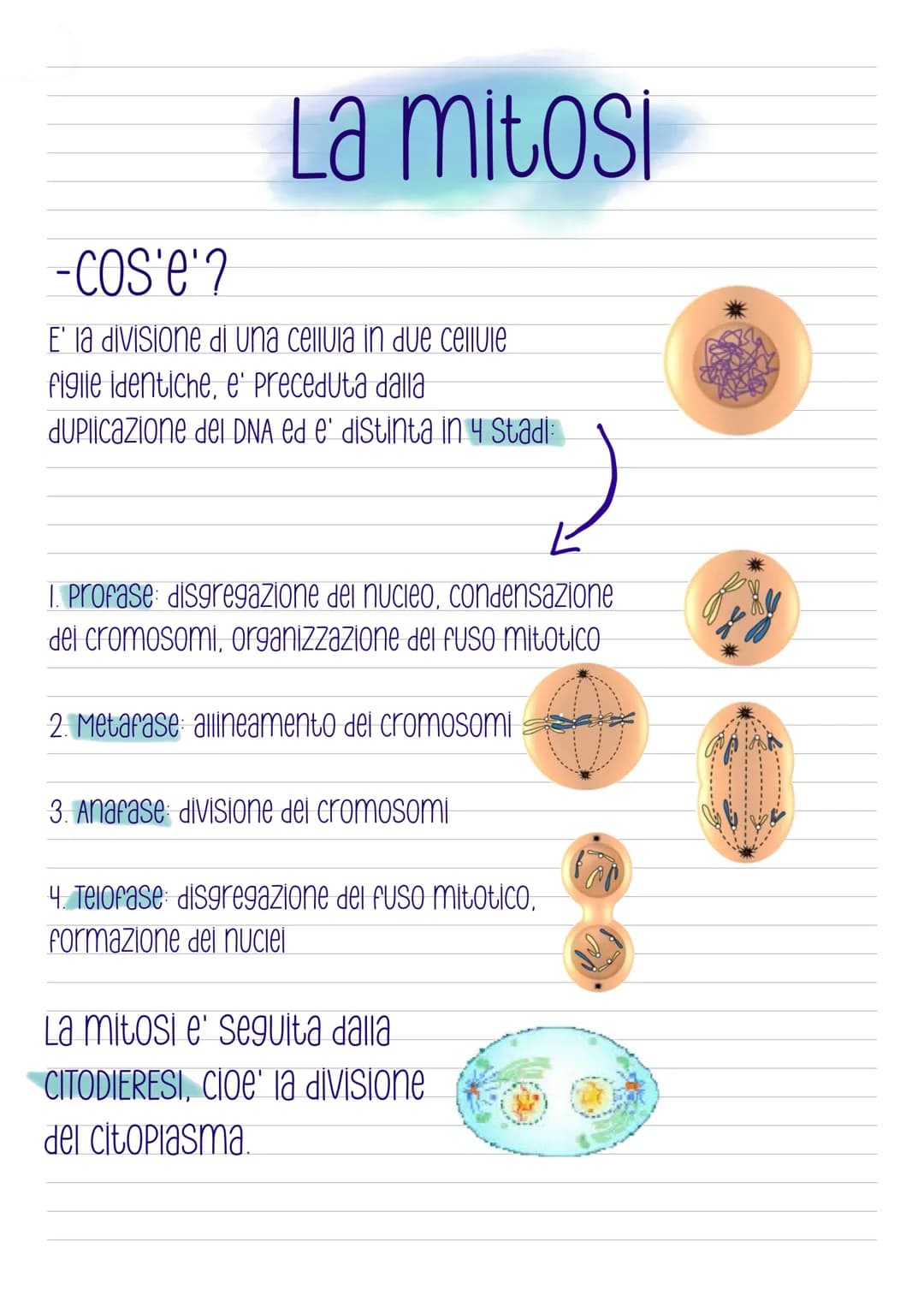 La mitosi
-COS'e'?
E' la divisione di una cellula in due cellule
figlie identiche, e' preceduta dalla
duplicazione del DNA ed e' distinta in