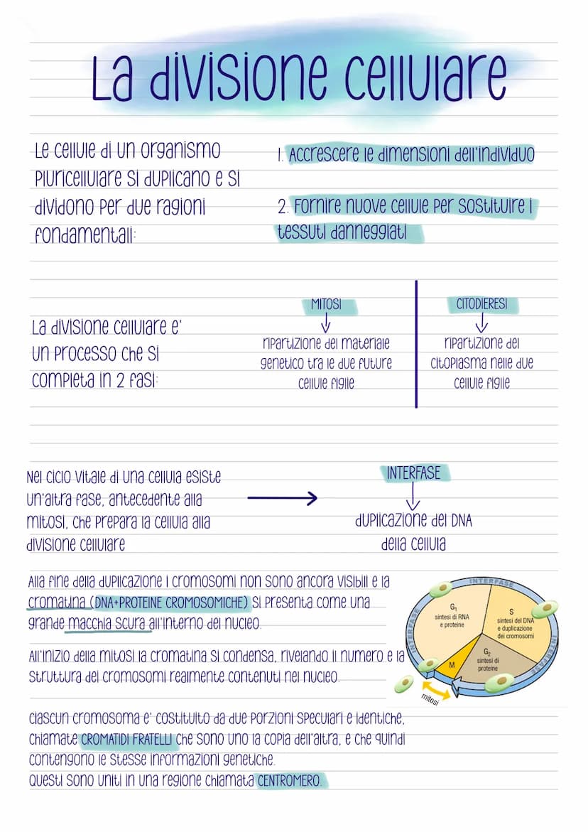 La mitosi
-COS'e'?
E' la divisione di una cellula in due cellule
figlie identiche, e' preceduta dalla
duplicazione del DNA ed e' distinta in