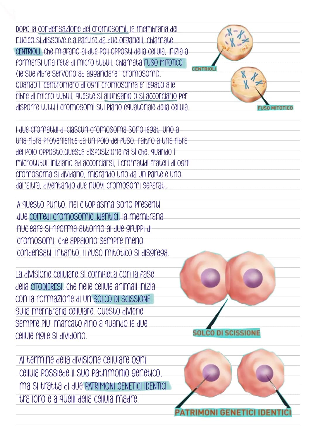 La mitosi
-COS'e'?
E' la divisione di una cellula in due cellule
figlie identiche, e' preceduta dalla
duplicazione del DNA ed e' distinta in