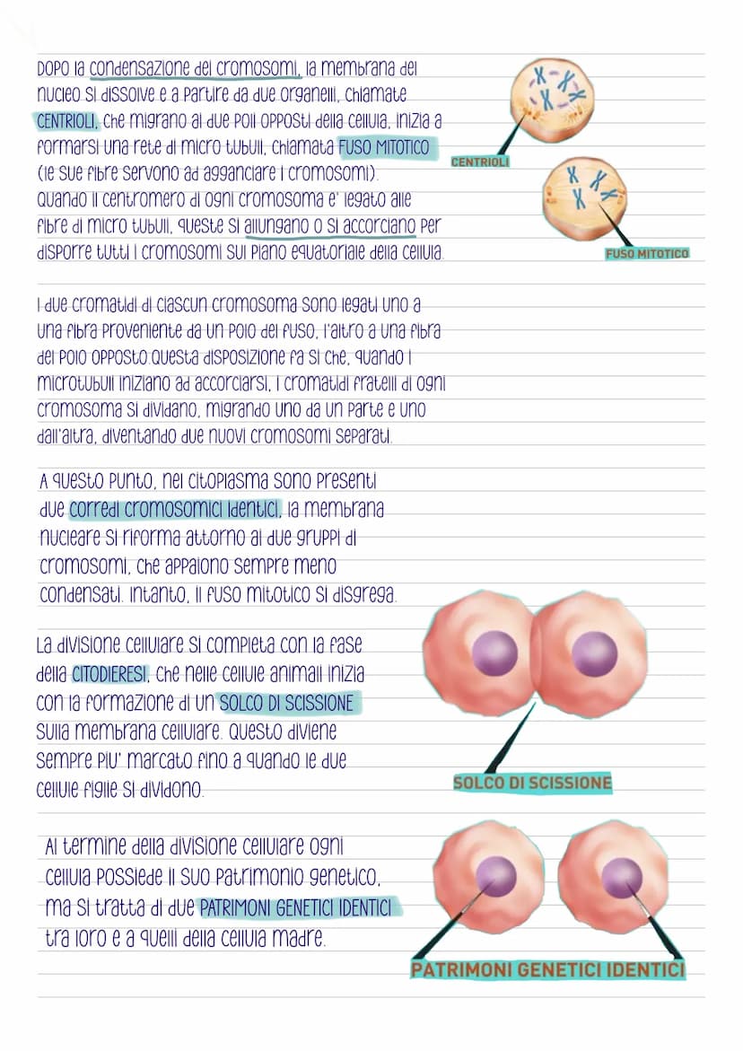 La mitosi
-COS'e'?
E' la divisione di una cellula in due cellule
figlie identiche, e' preceduta dalla
duplicazione del DNA ed e' distinta in