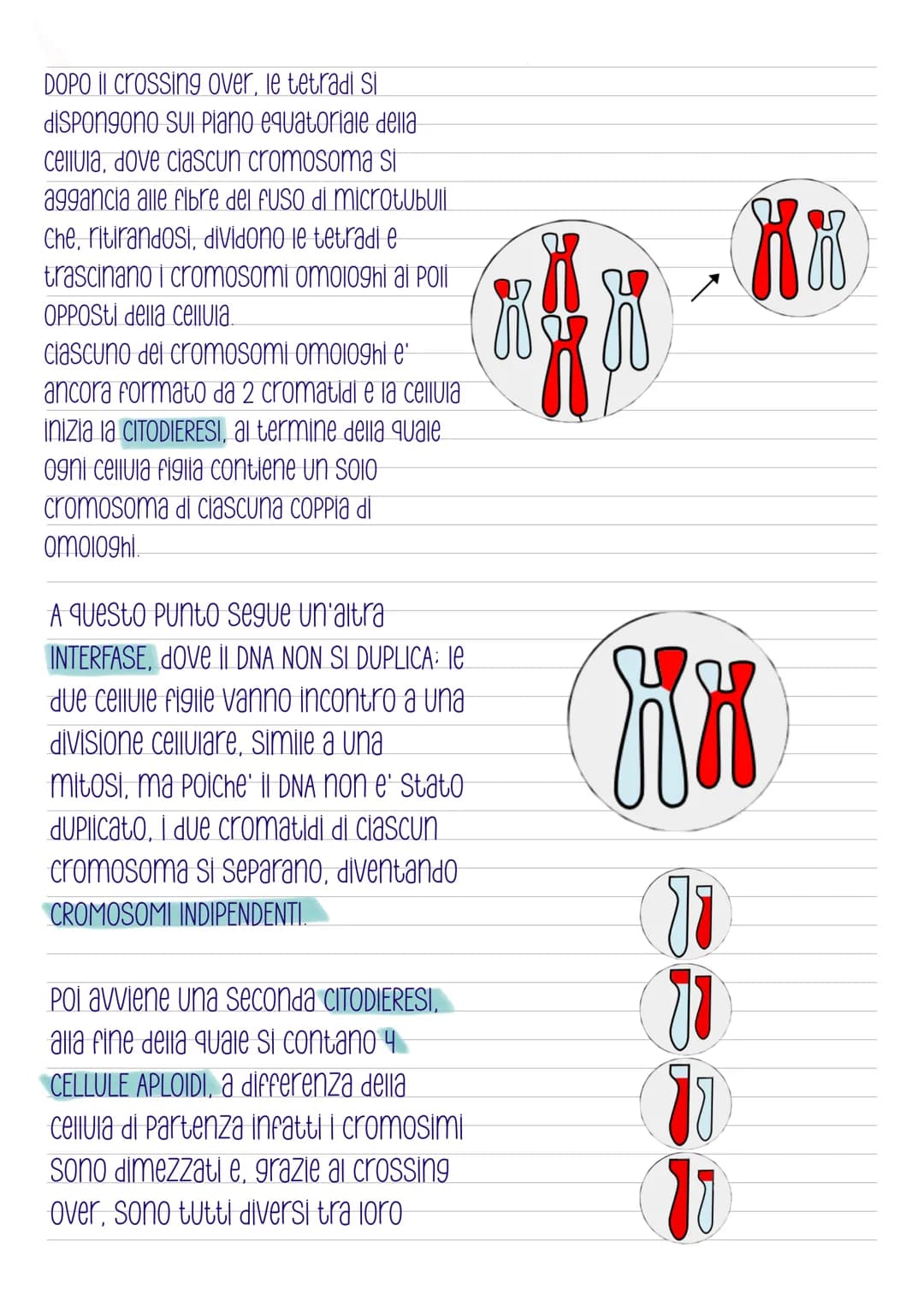 La mitosi
-COS'e'?
E' la divisione di una cellula in due cellule
figlie identiche, e' preceduta dalla
duplicazione del DNA ed e' distinta in