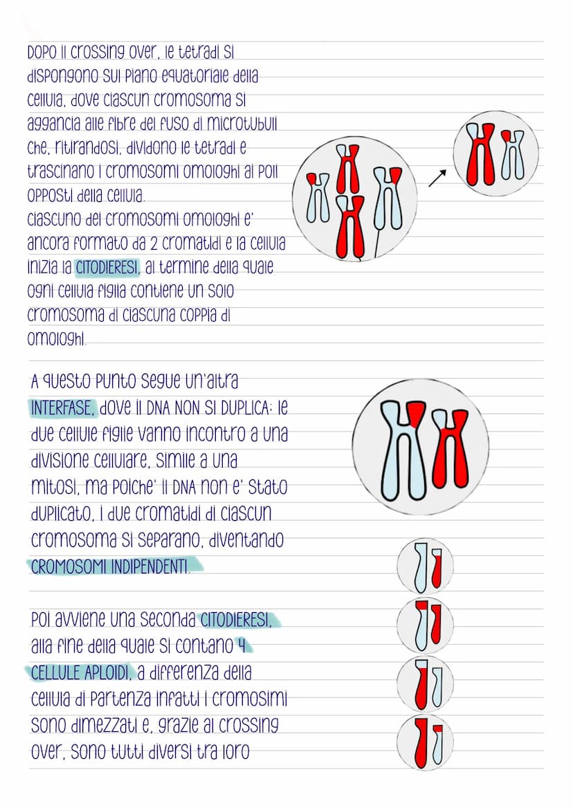 La mitosi
-COS'e'?
E' la divisione di una cellula in due cellule
figlie identiche, e' preceduta dalla
duplicazione del DNA ed e' distinta in