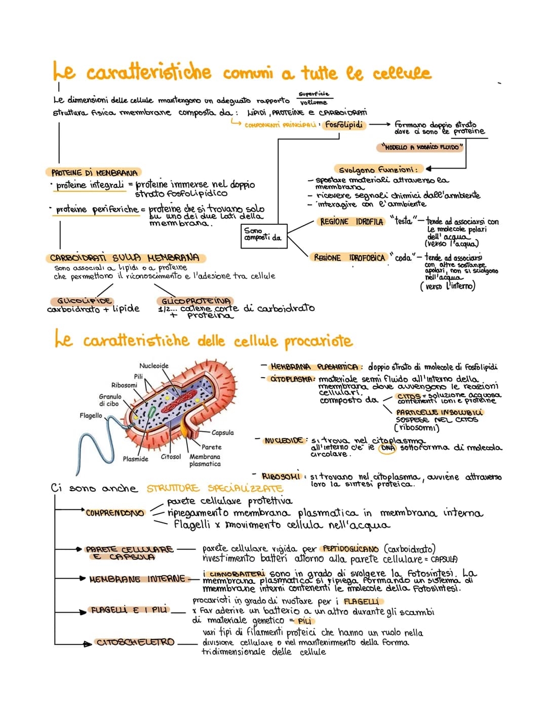 Le caratteristiche comuni a tutte le cellule
Superficie
Le dimensioni delle cellule mantengono un adeguato rapporto voelume
struttura fisica