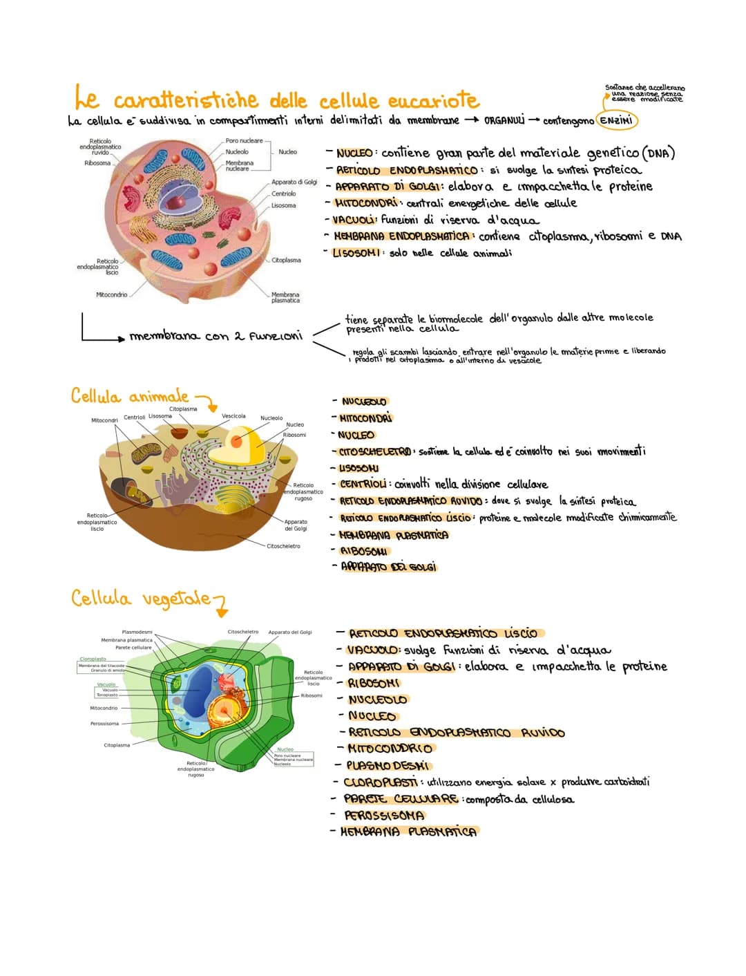 Le caratteristiche comuni a tutte le cellule
Superficie
Le dimensioni delle cellule mantengono un adeguato rapporto voelume
struttura fisica