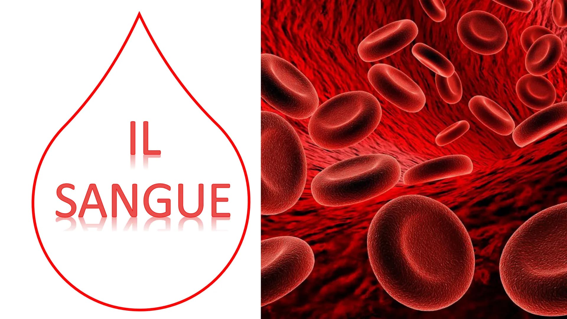 IL
SANGUE
BOLLY
SO ➡
COS'E'?
Nel nostro organismo circolano in media 5 litri di
sangue. Il sangue è un tessuto liquido attraverso il
quale s