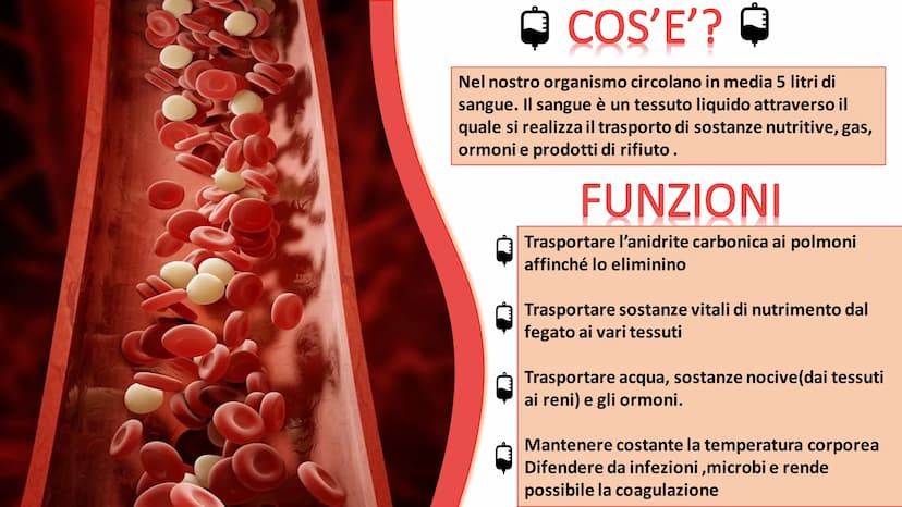 IL
SANGUE
BOLLY
SO ➡
COS'E'?
Nel nostro organismo circolano in media 5 litri di
sangue. Il sangue è un tessuto liquido attraverso il
quale s