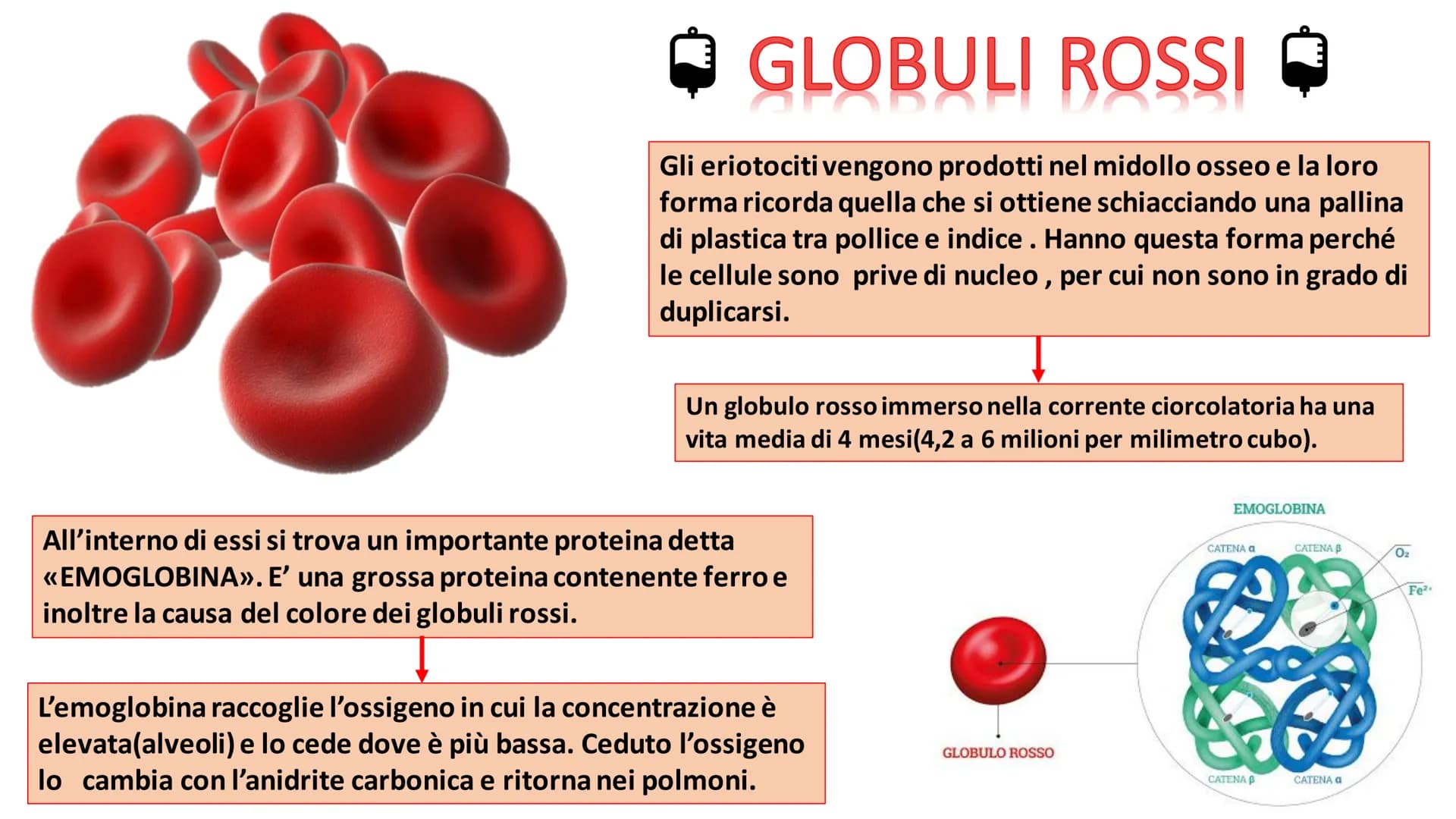IL
SANGUE
BOLLY
SO ➡
COS'E'?
Nel nostro organismo circolano in media 5 litri di
sangue. Il sangue è un tessuto liquido attraverso il
quale s