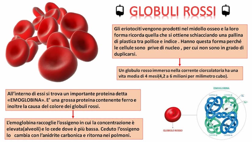 IL
SANGUE
BOLLY
SO ➡
COS'E'?
Nel nostro organismo circolano in media 5 litri di
sangue. Il sangue è un tessuto liquido attraverso il
quale s