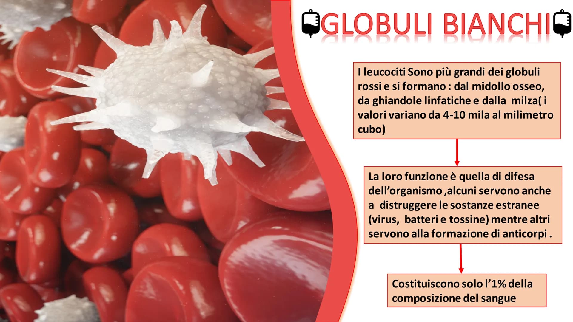 IL
SANGUE
BOLLY
SO ➡
COS'E'?
Nel nostro organismo circolano in media 5 litri di
sangue. Il sangue è un tessuto liquido attraverso il
quale s