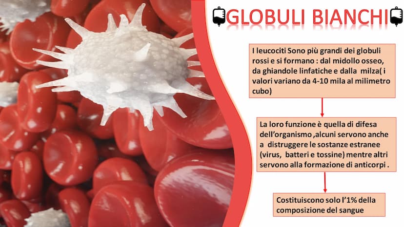 IL
SANGUE
BOLLY
SO ➡
COS'E'?
Nel nostro organismo circolano in media 5 litri di
sangue. Il sangue è un tessuto liquido attraverso il
quale s