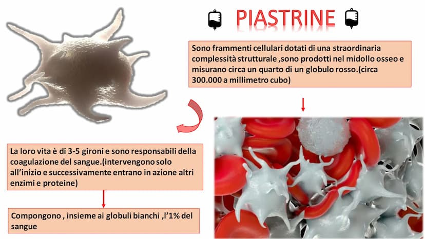 IL
SANGUE
BOLLY
SO ➡
COS'E'?
Nel nostro organismo circolano in media 5 litri di
sangue. Il sangue è un tessuto liquido attraverso il
quale s