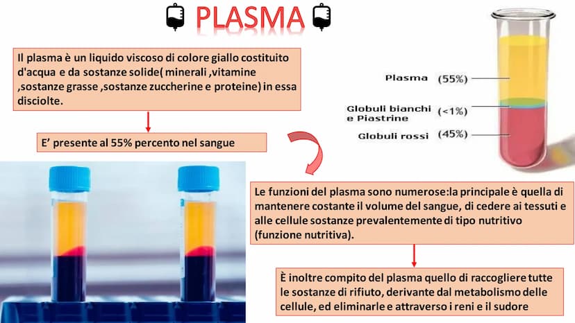IL
SANGUE
BOLLY
SO ➡
COS'E'?
Nel nostro organismo circolano in media 5 litri di
sangue. Il sangue è un tessuto liquido attraverso il
quale s