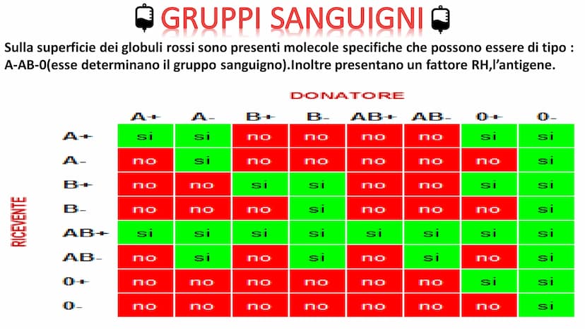 IL
SANGUE
BOLLY
SO ➡
COS'E'?
Nel nostro organismo circolano in media 5 litri di
sangue. Il sangue è un tessuto liquido attraverso il
quale s