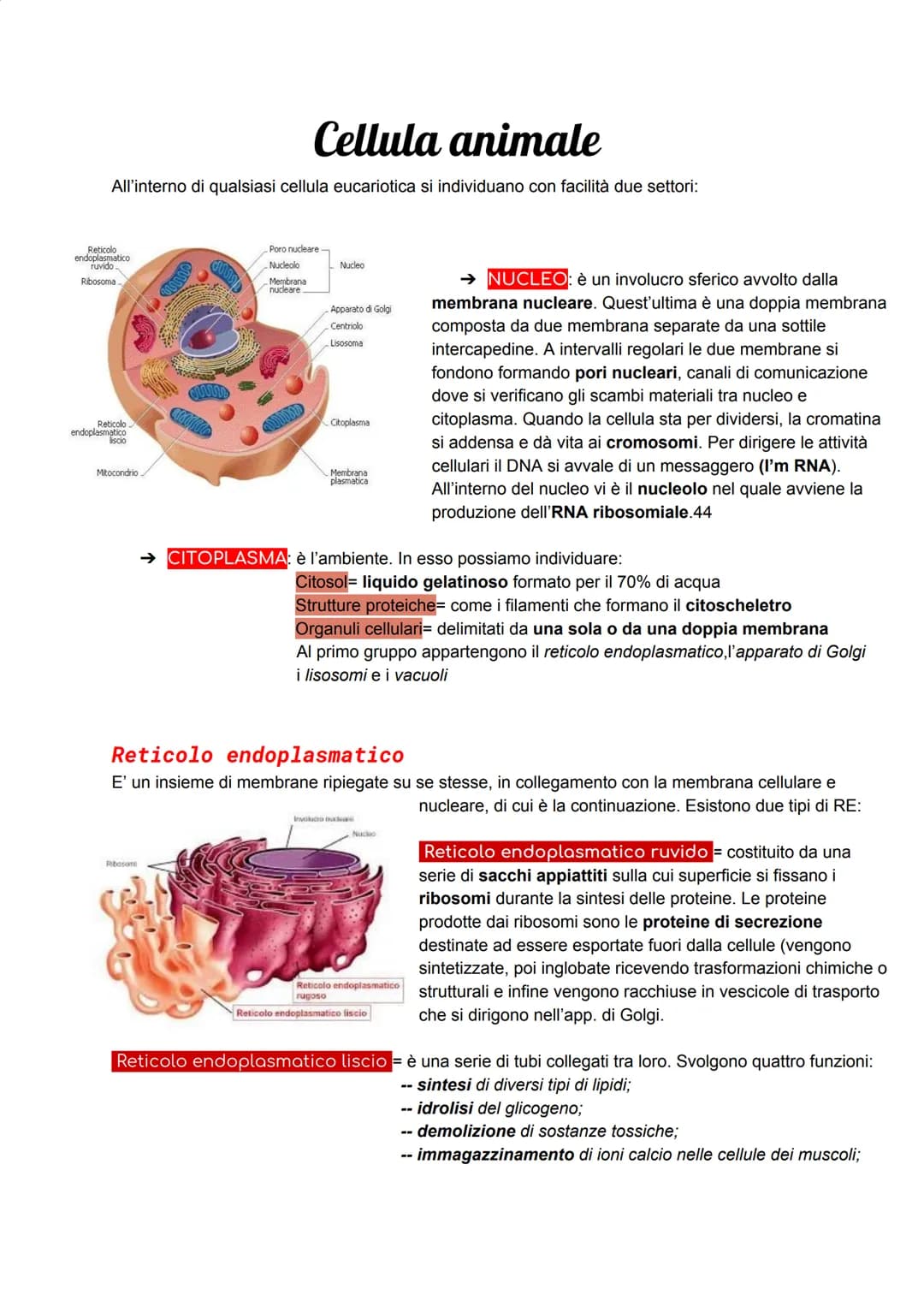 Cellula animale
All'interno di qualsiasi cellula eucariotica si individuano con facilità due settori:
Reticolo
endoplasmatico
ruvido
Ribosom