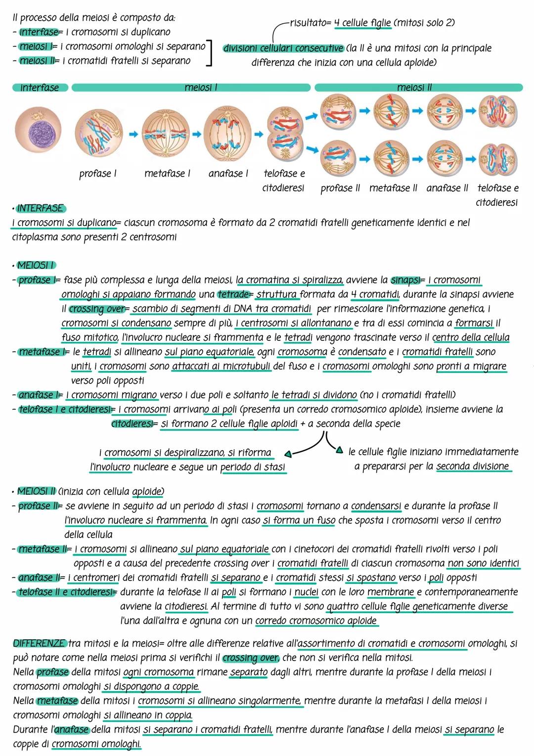 Divisione cellulare.
La riproduzione non riguarda solo la nascita di nuovi organismi ma avviene spesso anche a livello cellulare.
Esistono d