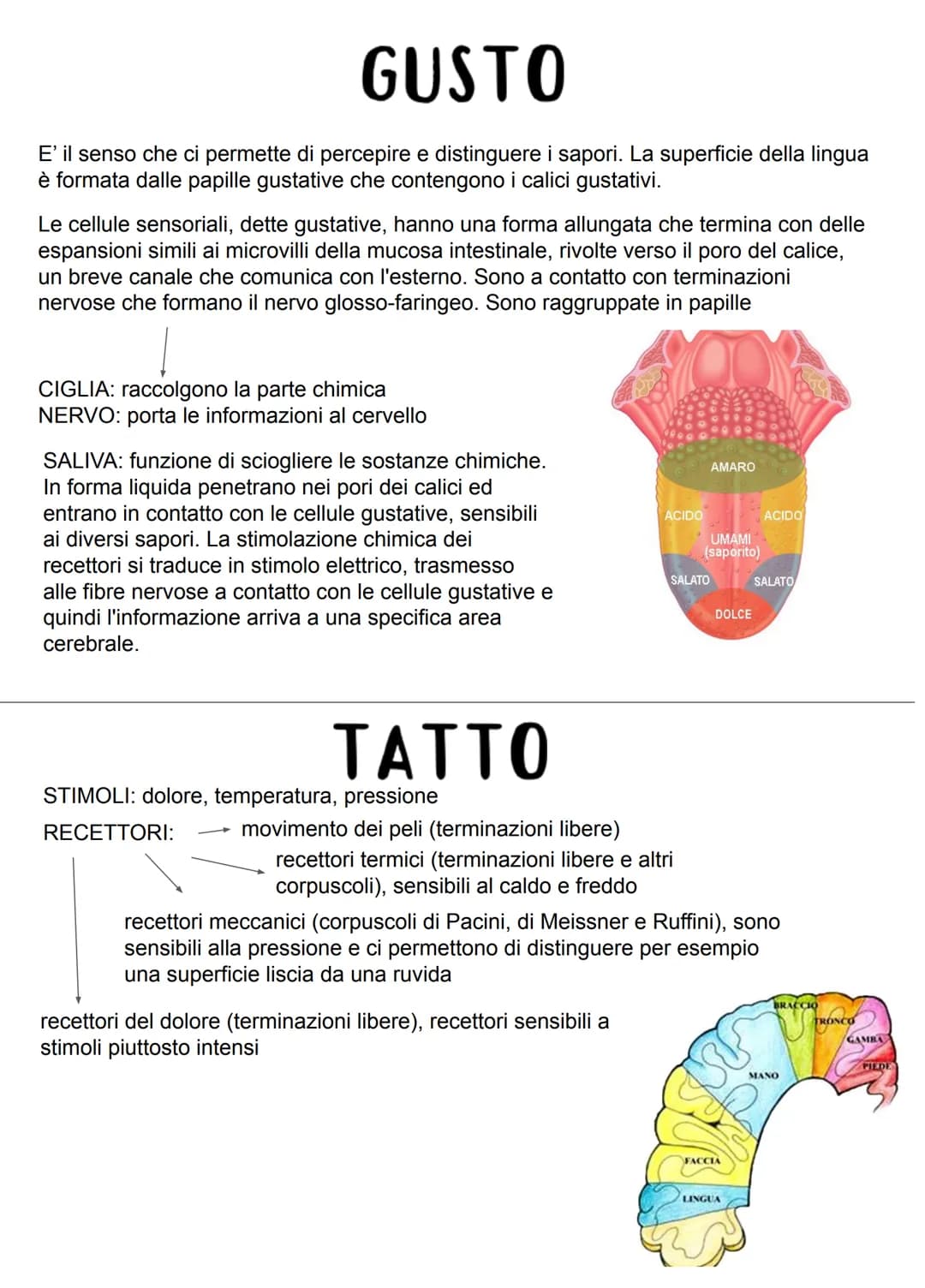 GLI ORGANI DI SENSO
Nel nostro corpo esistono cellule specializzate dette recettori, sensibili a determinati stimoli
derivanti dall'ambiente