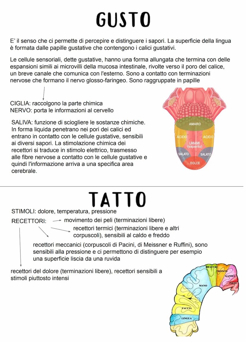 GLI ORGANI DI SENSO
Nel nostro corpo esistono cellule specializzate dette recettori, sensibili a determinati stimoli
derivanti dall'ambiente