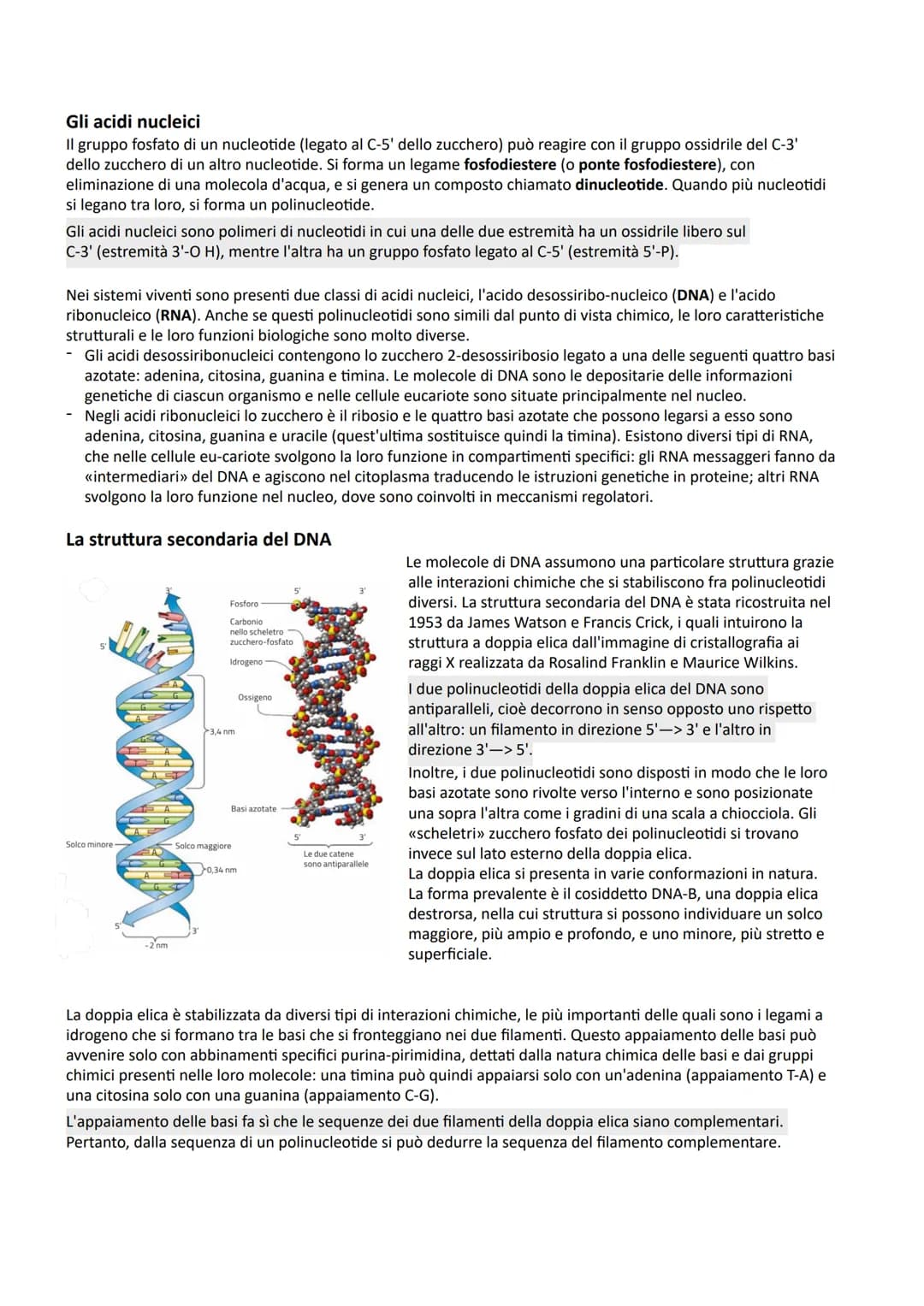 I NUCLEOTIDI E GLI ACIDI NUCLEICI
La struttura dei nucleotidi
I nucleotidi sono i monomeri degli acidi nucleici, biopolimeri presenti in tut