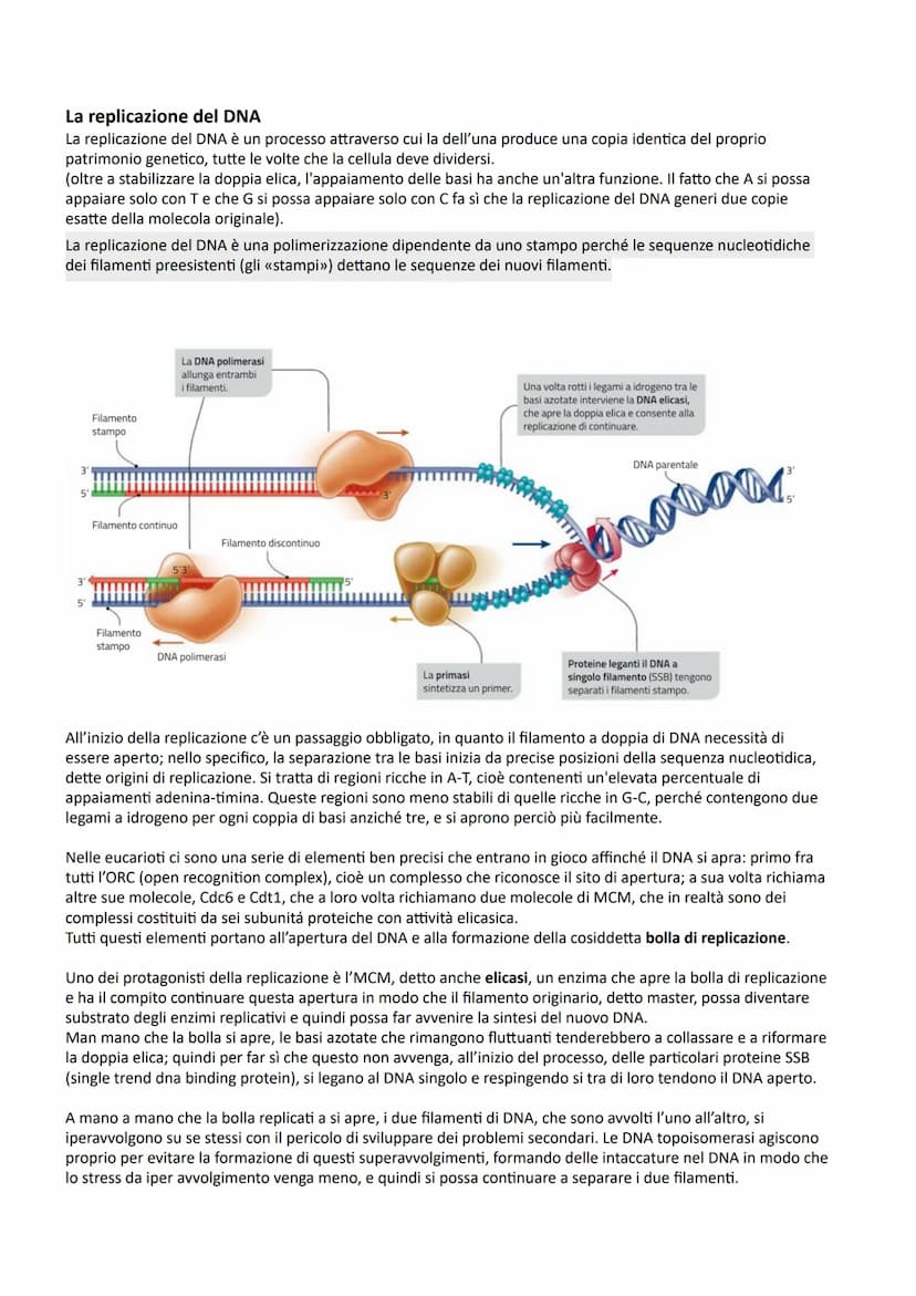 I NUCLEOTIDI E GLI ACIDI NUCLEICI
La struttura dei nucleotidi
I nucleotidi sono i monomeri degli acidi nucleici, biopolimeri presenti in tut