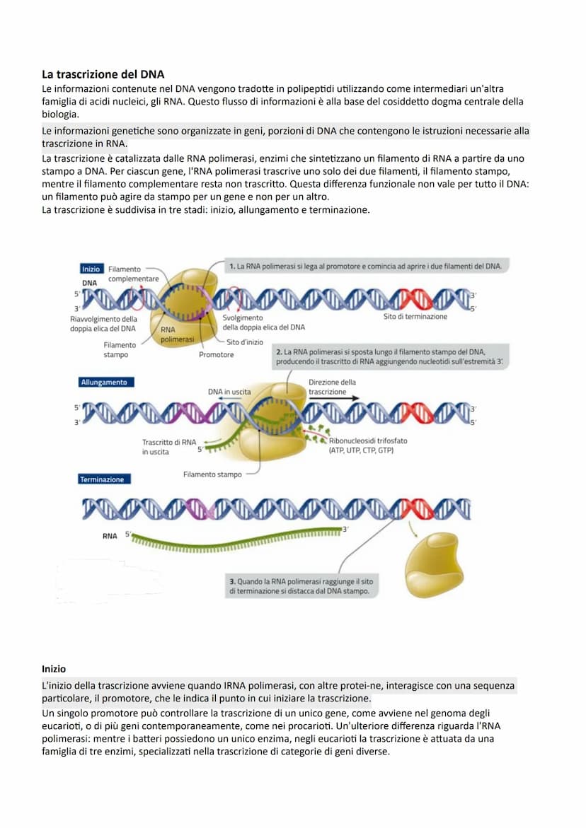 I NUCLEOTIDI E GLI ACIDI NUCLEICI
La struttura dei nucleotidi
I nucleotidi sono i monomeri degli acidi nucleici, biopolimeri presenti in tut