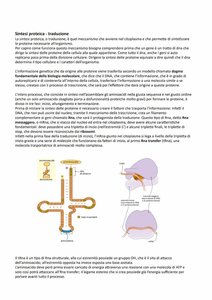 I NUCLEOTIDI E GLI ACIDI NUCLEICI
La struttura dei nucleotidi
I nucleotidi sono i monomeri degli acidi nucleici, biopolimeri presenti in tut