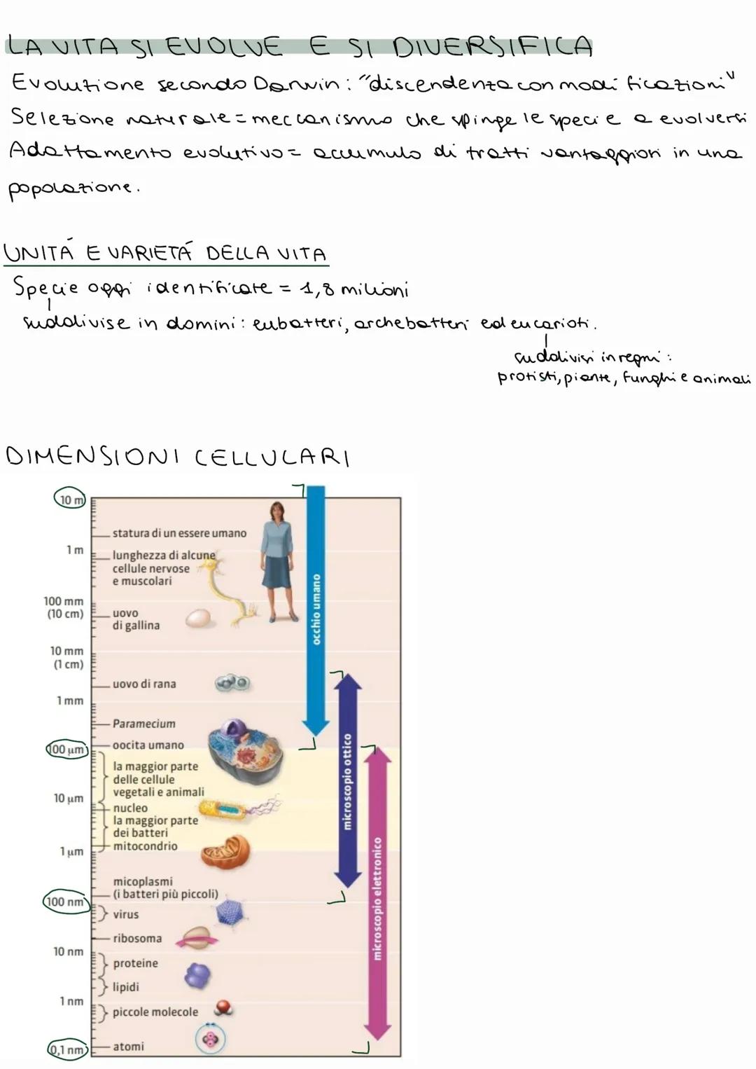 BIOLOGIA
A OGNI LIVELLO DI ORGANIZZAZIONE EMERGO
NO PROPRIETA DIVERSE
1 BIOSFERA
- porzione di superficie terrestre che ospita la vita.
Comp