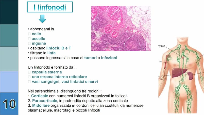1
L
Il Sistema
Linfatico
Pieralisi Aurora 3A 2
L'immunità
• capacità di utilizzare le proprie difese fisiche per
contrastare danni o malatti