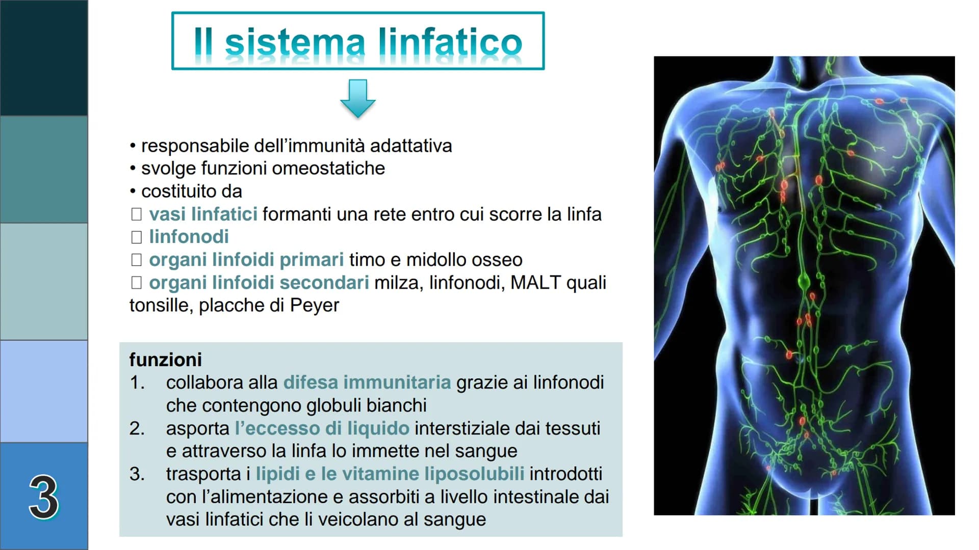 1
L
Il Sistema
Linfatico
Pieralisi Aurora 3A 2
L'immunità
• capacità di utilizzare le proprie difese fisiche per
contrastare danni o malatti
