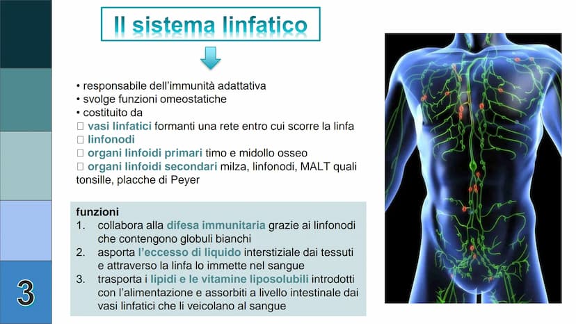 1
L
Il Sistema
Linfatico
Pieralisi Aurora 3A 2
L'immunità
• capacità di utilizzare le proprie difese fisiche per
contrastare danni o malatti