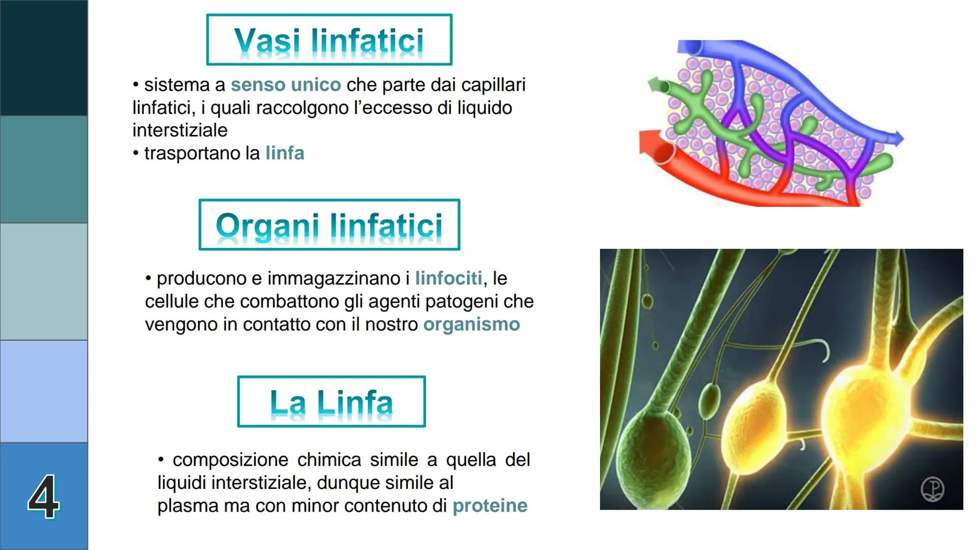 1
L
Il Sistema
Linfatico
Pieralisi Aurora 3A 2
L'immunità
• capacità di utilizzare le proprie difese fisiche per
contrastare danni o malatti