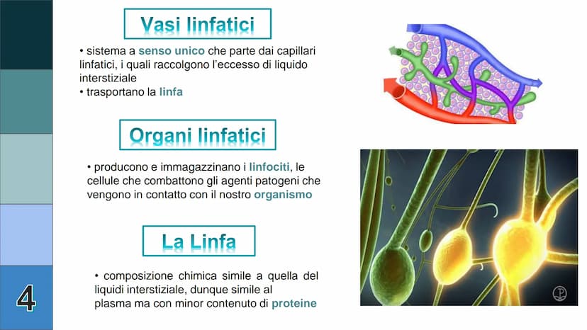 1
L
Il Sistema
Linfatico
Pieralisi Aurora 3A 2
L'immunità
• capacità di utilizzare le proprie difese fisiche per
contrastare danni o malatti